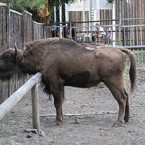 Wisent female