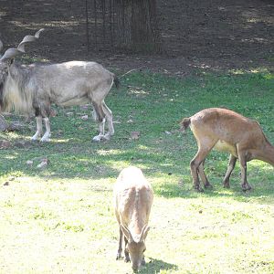 Markhor herd