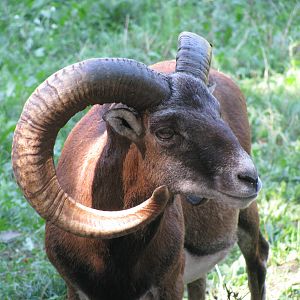 Mouflon