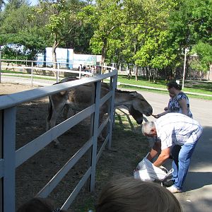 Visitors feeding onager