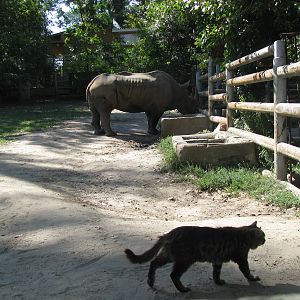 Domestic cat exhibit