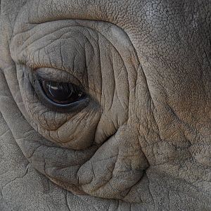 Southern white rhinoceros closeup