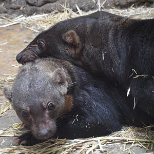 Tayras mating