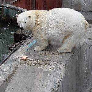 Polar bear female