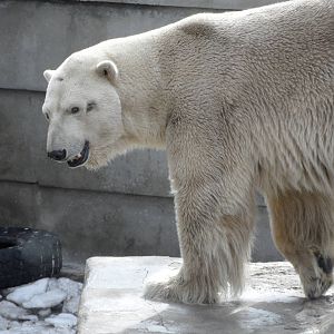 Polar bear, male
