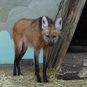 Maned wolf