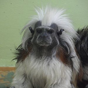 Cotton-top tamarin