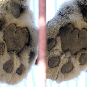 Snow leopard paws
