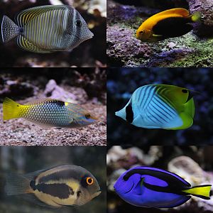 Fishes of the Aquarium-Pavilion in Silesian Zoological Garden