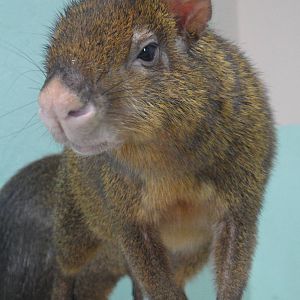 Common agouti