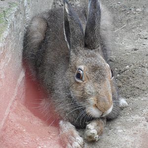 Mountain hare