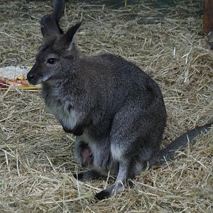 Red-necked wallaby
