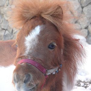 American miniature horse
