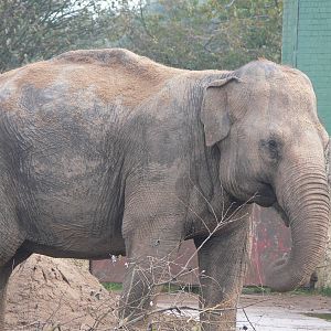 Asian Elephant at Blackpool Zoo, 19/10/13