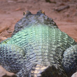 Yacare Caiman at Blackpool Zoo, 19/10/13