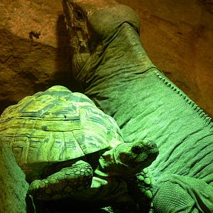 Iguana and Tortoise mix at Blackpool Zoo, 19/10/13