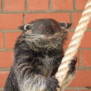 Binturong climbing