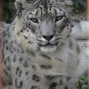 Snow leopard