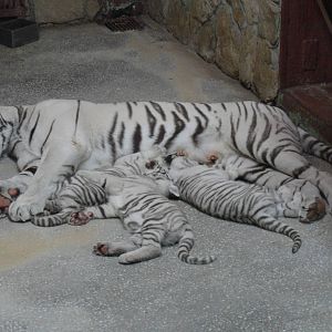 White tiger cubs 2011