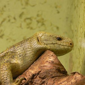 Prehensile Tailed Skink at Blackpool Zoo, 19/10/13