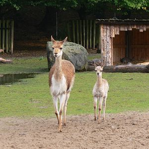 Vicunas at Blackpool Zoo, 19/10/13