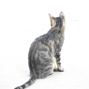 Another free-roaming cat