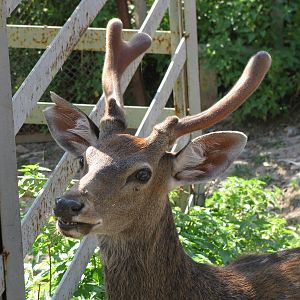 Sika buck