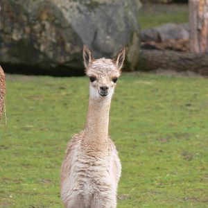 Vicuna at Blackpool Zoo, 19/10/13
