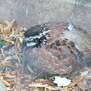 Bobwhite Quail at Blackpool Zoo, 19/10/13