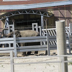 Asian elephant exhibit - animal entrance and rotation cage