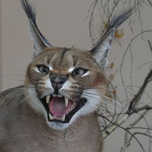 Caracal