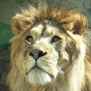 African lion male