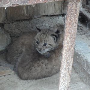 Eurasian lynx cubs 2012