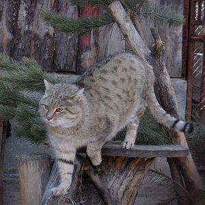 African wildcat