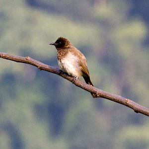 Common Bulbul
