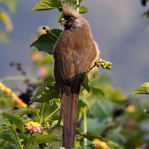 Speckled Mousebird
