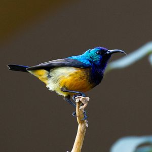 Variable Sunbird