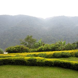 View of the Bwindi Impenetrable Forest
