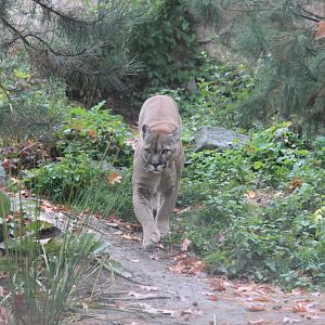 Puma (Puma concolor)