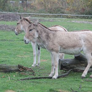 Kulans (Equus hemionus kulan)