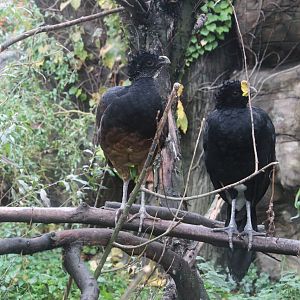 Great Curassow (Crax rubra) pair