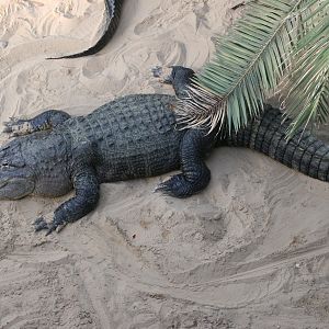 American Alligator (Alligator mississippiensis)