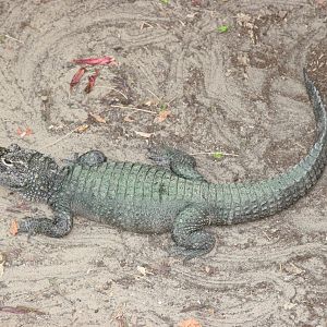 Chinese Alligator (Alligator sinensis)