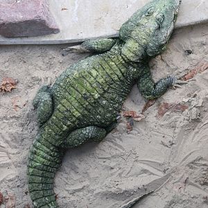 Dwarf Crocodile (Osteolaemus tetraspis)