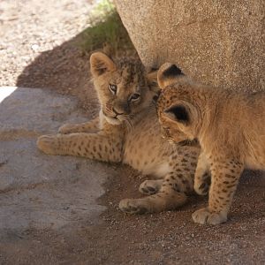 New Lion Cubs