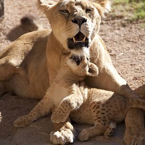 New Lion Cubs