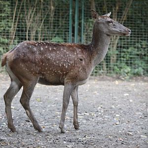 Barbary Red Deer (Cervus elaphus barbarus)