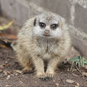 Young Meercat