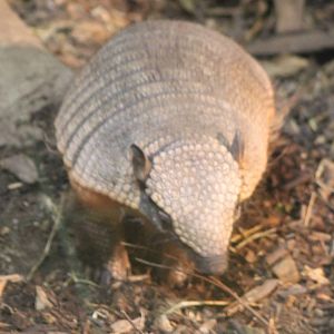 Armadillo ID