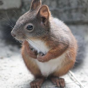 Japanese White-bellied squirrel
